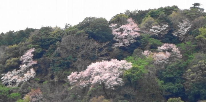 相模川自然の村の春