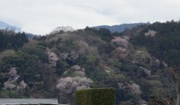 相模川自然の村の春