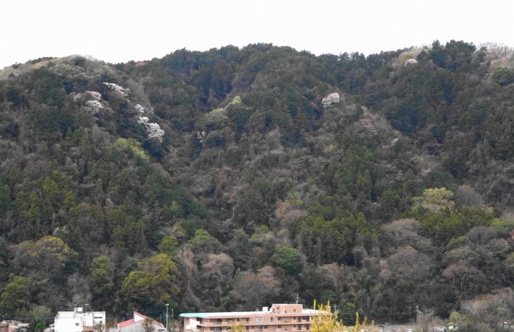 相模川自然の村の春