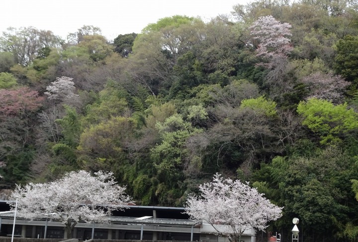 相模川自然の村の春