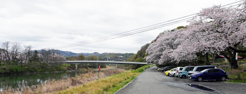 相模川自然の村春景色2026年4日　1