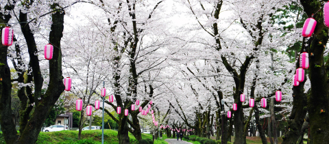 相模川自然の村春景色2026年4日　3