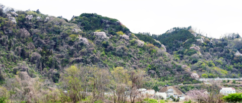 相模川自然の村春景色2026年4日　4