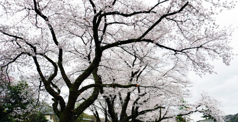 相模川自然の村春景色2026年4日　5