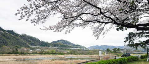 相模川自然の村春景色2026年4日　6