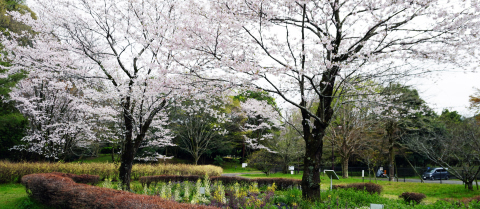 相模川自然の村春景色2026年4日　8