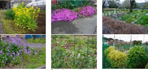 相模川自然の村春景色2026年4日　9